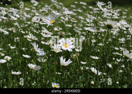 Daisies in a natural weadow Stock Photo