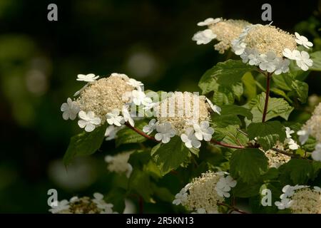 Hydrangea quercifolia, commonly known as oakleaf hydrangea or oak-leaved hydrangea Stock Photo