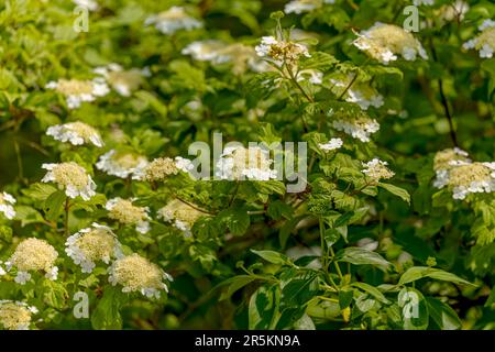 Hydrangea quercifolia, commonly known as oakleaf hydrangea or oak-leaved hydrangea Stock Photo