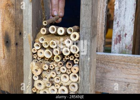 Making wooden insect house decorative bug hotel. Stock Photo