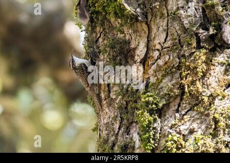 Bar-tailed Treecreeper Certhia himalayana Naina Devi Himalayan BCA, Nainital County, Uttarakhand, India 1 March 2023      Adult       Certhiidae Stock Photo