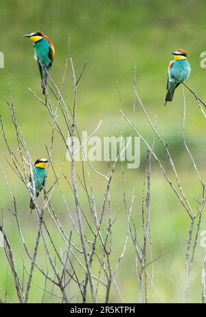 Bulgaria June 4th 2023 Return Of The European Bee Eaters To Their bulgaria-june-4th-2023-return-of-the-european-bee-eaters-to-their