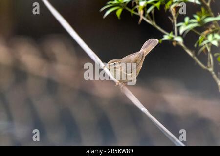 Dusky Warbler Phylloscopus fuscatus Karizanga National Park, Nagaon County, Assam, India 8 February 2023       Adult       Phylloscopidae Stock Photo
