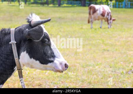 The head of a black and white cow against the background of a green meadow in blur. Copy space. Stock Photo
