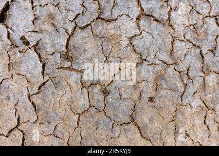 The surface of a dried-up reservoir, the texture of dried soil after the dry season. Close-up. Stock Photo