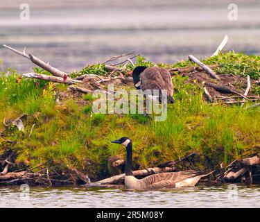 Canada Geese couple nesting on a beaver lodge for a safe spot to incubate their eggs and enjoying their environment and habitat surrounding. Stock Photo