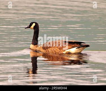 Canada Geese close-up side view swimming on the lake with a reflection on water in its environment and habitat surrounding. Stock Photo