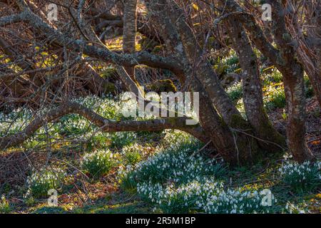 A carpet of snowdrops in full bloom at the edge of a wood Stock Photo