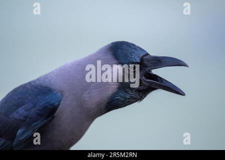 House Crow Corvus splendens Jaipur, Rajastan, India 16 February 2023        Adult        Corvidae Stock Photo