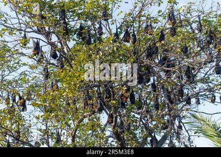 Indian Flying Fox  Pteropus medius Keoladeo National Park, Temple Tower, Bharatpur County, Rajasthan, India 15 February 2023       Adult Male      Pte Stock Photo