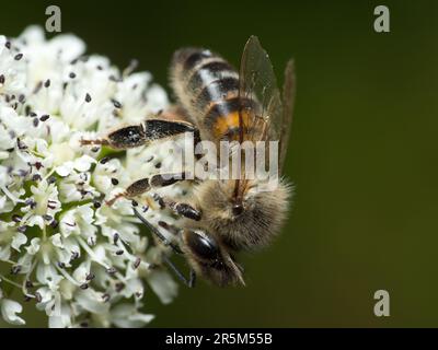 Nature's pollination dance: A diligent bee gathering pollen from a pristine white flora, spreading life and vibrant colours Stock Photo