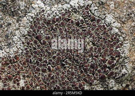 Lecanora campestris is a crustose lichen found on calcareous stone and walls, nutrient-enriched acidic rocks and asphalt. It is widespread in the UK. Stock Photo