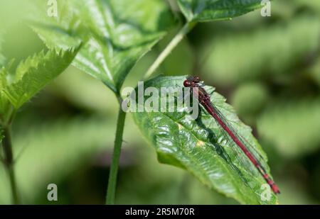 A red little dragonfly, an early adonis, sits on a green leaf in nature Stock Photo