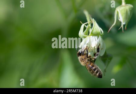 Close-up of a small honey bee hanging on a wild raspberry flower. The background is green with space for text Stock Photo
