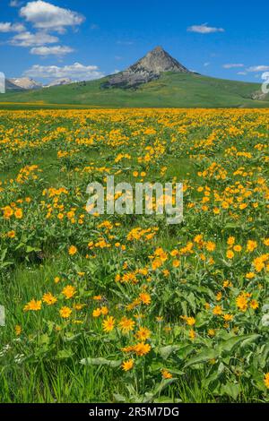 Whitlash Mt wildflowers on the prairie below haystack butte in the sweet grass ...
