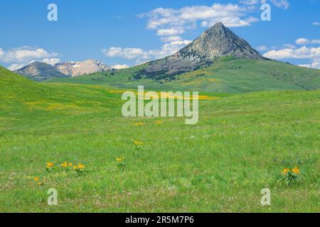 arrowleaf balsamroot in bloom on the prairie below haystack butte near augusta, montana Stock Photo