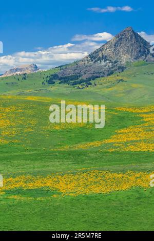 arrowleaf balsamroot in bloom on the prairie below haystack butte near augusta, montana Stock Photo