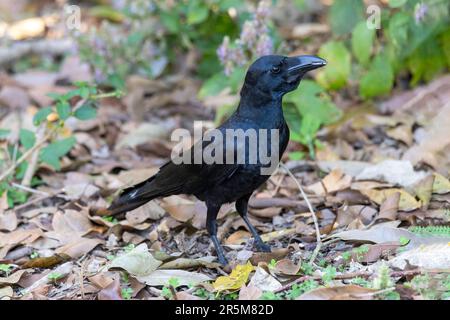 Large-billed Crow Corvus macrorhynchos Corbett National Park, Pauri Garhwal County, Uttarakhand, India 24 February 2023        Adult        Corvidae Stock Photo