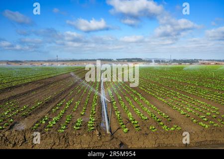 Watering agricultural field. Field irrigation sprinkler system waters rows of lettuce crops on farmland in Santa Barbara County, California Stock Photo