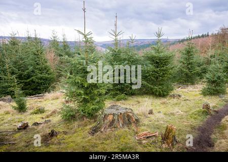 Young pine trees growing in a conifer forest plantation in Peak District, Derbyshire, UK Stock Photo