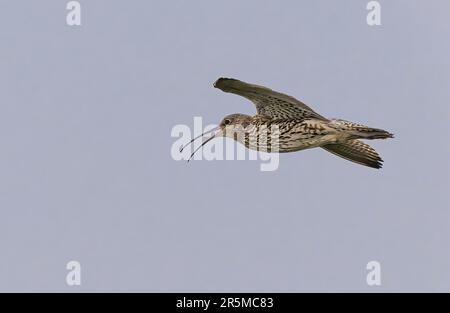 Curlew Numenius arquata seen here in flight and calling over the North Yorkshire Moors, UK Stock Photo