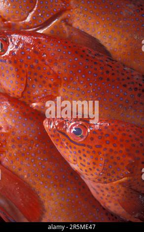 a fish at the market Hall in the City Mindelo on the Island of Sao Pedro on the Cape Verde Islands in Africa.  Cape Verde, Santiago, May, 2000 Stock Photo