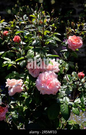 Pink roses in bloom Cardiff, South Wales. May 2023. Summer. Stock Photo