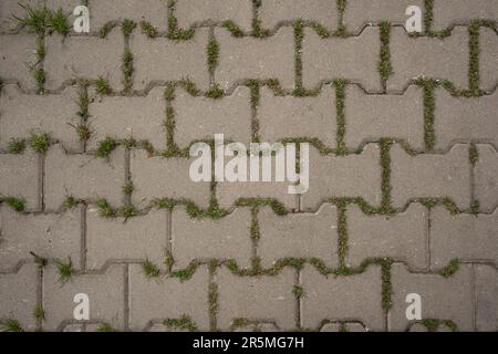 Background seamless texture of green grass sprouted between bricks of cobblestone path, top view. Concept of harmonious fusion of city and nature. Stock Photo