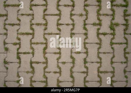 Background seamless texture of green grass sprouted between bricks of cobblestone path, top view. Concept of harmonious fusion of city and nature. Stock Photo
