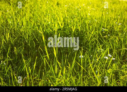Sun Grass. Fresh green grass closeup. Sun shining on grass. Soft Focus. Abstract Nature Background Stock Photo
