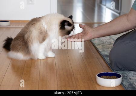 The owner feeds a purebred domestic ragdoll cat with dry food from his hand Stock Photo