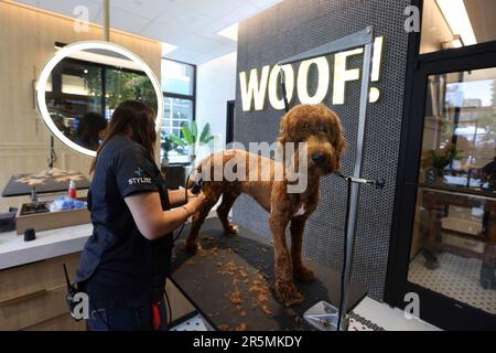 Petco's New Flagship at Manhattan's Landmark Tammany Hall Adopts 'Pet  Humanization' Store Model