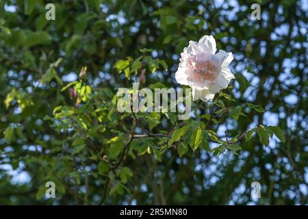 Light blush flower of the rambling rose Madame Alfred Carriere climbing high up in a tree, old noisette rose bred by Schwartz 1875, copy space, select Stock Photo
