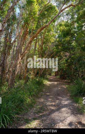 Sandy path or track through wetland Melaleuca tea-tree forest in national park, Lake Cootharaba, Noosa, Queensland, Australia. Stock Photo