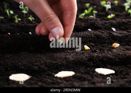 Woman planting corn seed in fertile soil, closeup. Vegetable growing Stock Photo