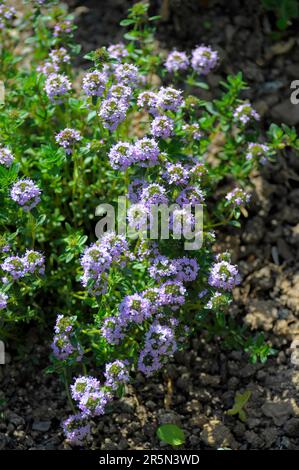 Herb : Summer savory (Satureja hortensis), garden savory flowering in the garden Stock Photo