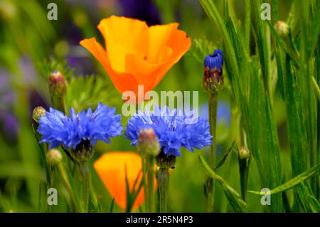 Cornflower (Centaurea cyanus) with poppy blossom in the garden, cornflower, poppy flowers (Papaver rhoeas), poppy, corn rose Stock Photo