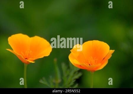 Iceland poppy (Papaver nudicaule) orange flowering in the garden, Iceland poppy Stock Photo