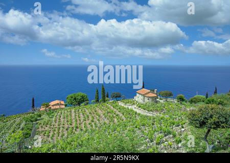 Coastal landscape with vineyard on the island of Elba, Tuscany, Central America, Italy Stock Photo