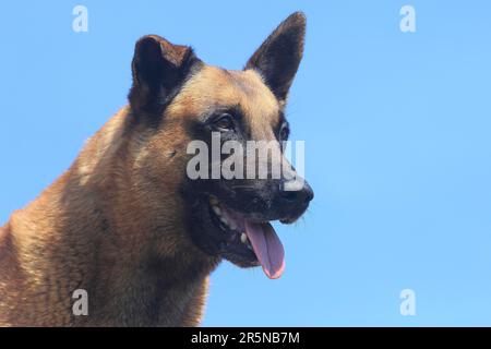 Malinois (Canis lupus familaris), male dog 9 years, portrait sideways Stock Photo