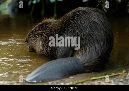 European beaver (Castor fiber), Rosenheim, Bavaria, Germany Stock Photo