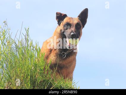 Malinois (Canis lupus familaris), male 9 years, with ball in mouth Stock Photo