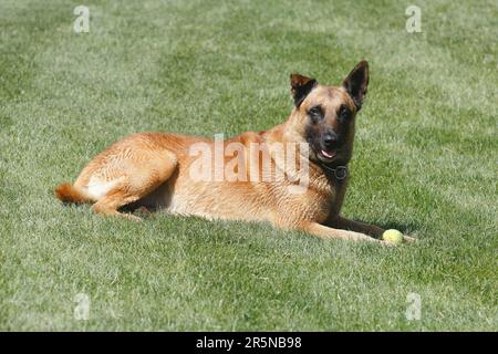 Malinois (Canis lupus familaris), male 9 years, lying on the meadow Stock Photo