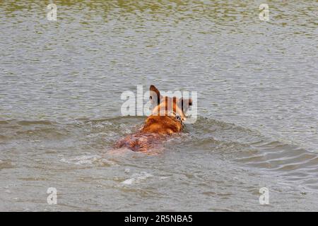 Malinois (Canis lupus familaris), male 9 years old Stock Photo