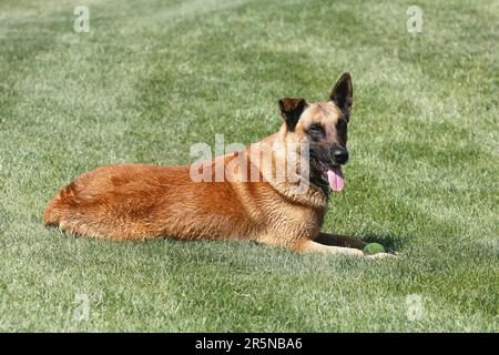 Malinois (Canis lupus familaris), male 9 years, lying on the meadow Stock Photo