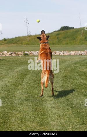 Malinois (Canis lupus familaris), male 9 years, standing on hind legs Stock Photo