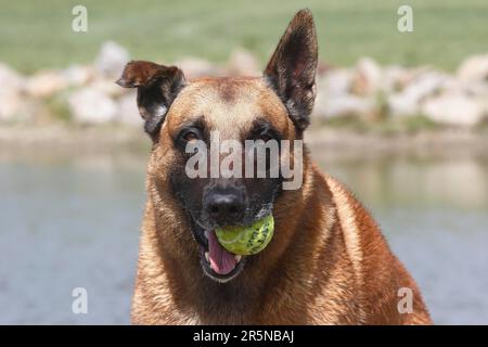 Malinois (Canis lupus familaris), male dog 9 years, portrait with ball in mouth at the water's edge Stock Photo