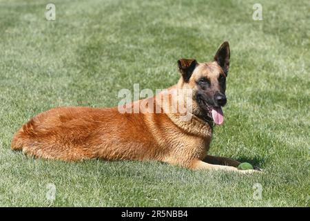 Malinois (Canis lupus familaris), male 9 years, lying on the meadow Stock Photo