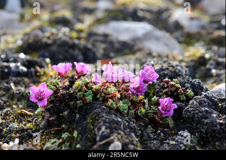 Purple saxifrage (Saxifraga oppositifolia), Devon Island, Nunavut, Canada, Opposite-leaved saxifrage, Devon Island Stock Photo