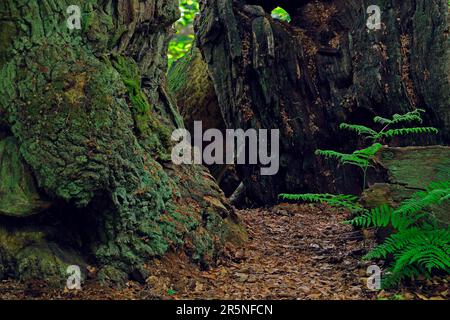 Old beech (Fagus), approx. 600 years old, Sababurg primeval forest, Hesse, Germany, Deutschland Stock Photo